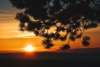 Silhouette tree against sea during sunset