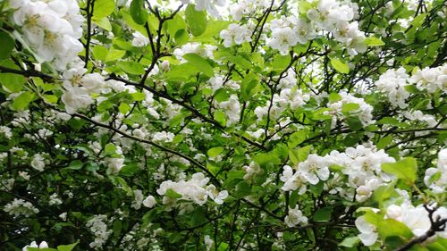Close-up of white flowers on branch