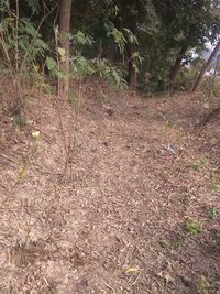 High angle view of trees growing on field