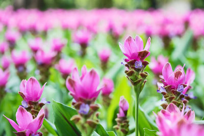 Close-up of pink pollinating on purple flowering plant