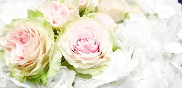 Close-up of pink roses