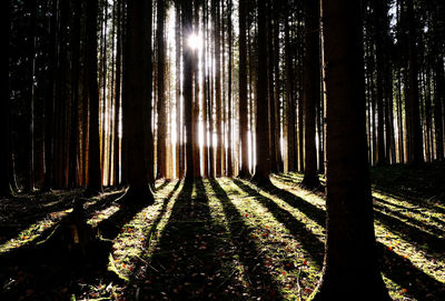 Sunlight streaming through trees in forest