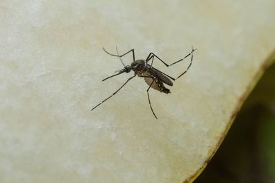 Close-up of spider