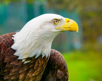 Close-up of a bird