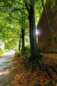 Trees in forest during autumn