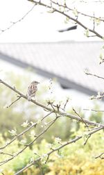 Bird perching on branch