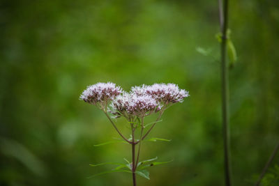 Close-up of purple flowering plant