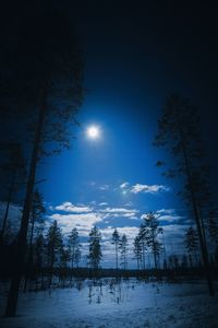 Low angle view of snowcapped trees against sky at night