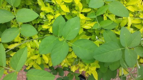 Close-up of green leaves