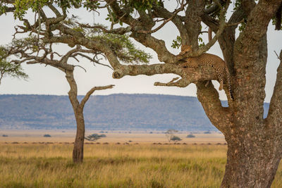 Leopard in tree resting head on branch