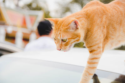 Cat walking on car roof