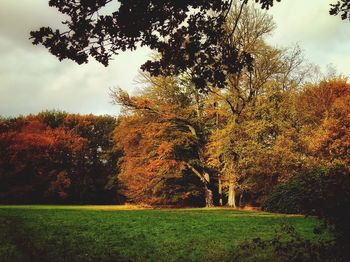 Trees on field against sky during autumn