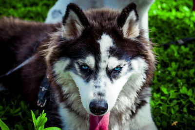 Close-up portrait of a dog