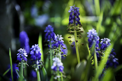 Close-up of lavender flowers