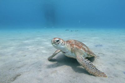 Turtle swimming in sea