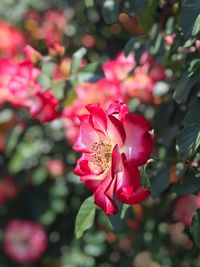 Close-up of pink flowering plant