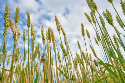 plant