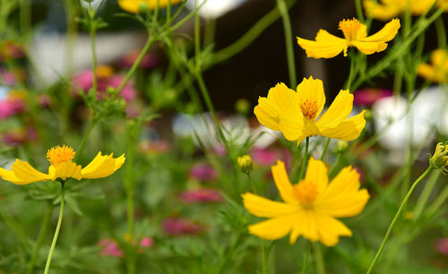 Close-up of yellow flowering plant on field