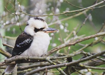 Close-up of bird perching on branch