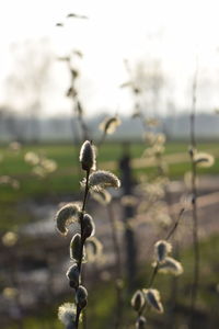 Close-up of plant growing on field