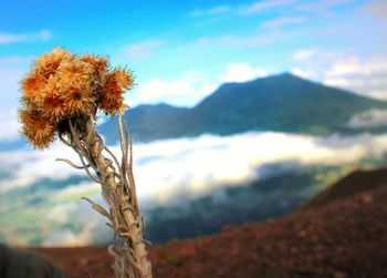 Close-up of flowering plant on field against sky