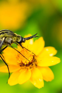 Close-up of insect on yellow flower