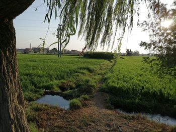 Scenic view of field against sky