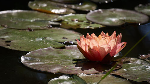 Close-up of lotus water lily in lake