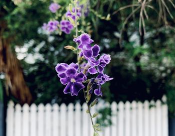 Close-up of purple flowering plants