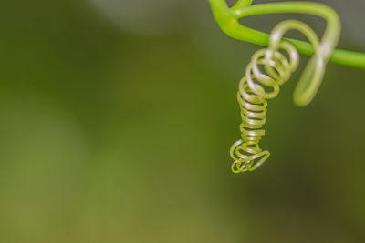 Close-up of coiled plant against blurred background