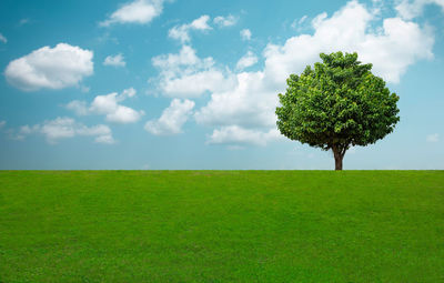 Green tree and grass field with white clouds and blue sky.