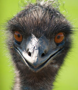 Close-up portrait of emu