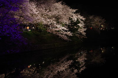 View of cherry blossom at night