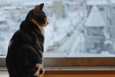 Cat sitting in a snow