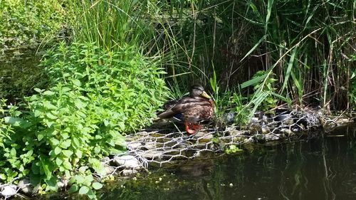 High angle view of bird in water