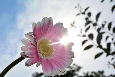 Close-up of pink flower against sky