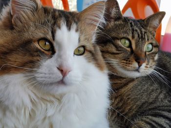 Close-up portrait of a cat