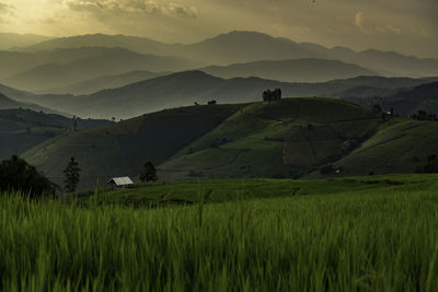 Scenic view of agricultural field against sky