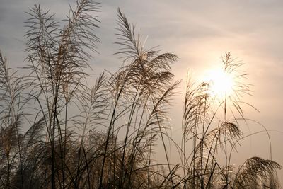 Low angle view of silhouette plants against sunset sky