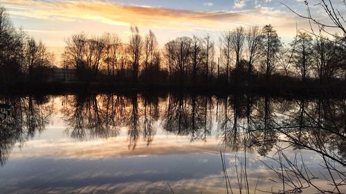 Reflection of trees in water