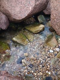 High angle view of crab in sea