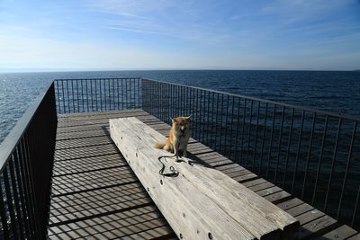 View of dog by lake against sky