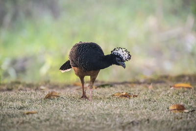 Close-up of bird on field