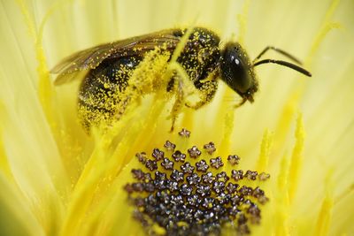 Close-up of insect on yellow flower