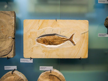 Fish fossils found in rock from the prehistoric era