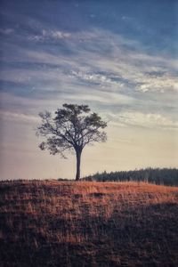 Bare tree on field against sky