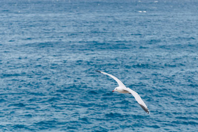 Seagull flying over sea