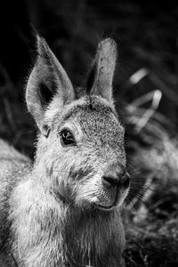 Close-up portrait of deer