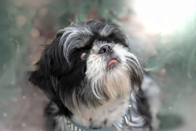 Close-up portrait of dog