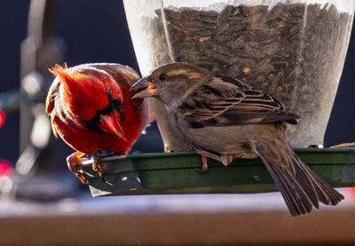 Close-up of bird perching on wood